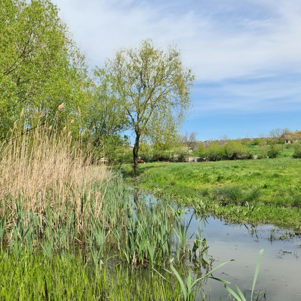 Ecological Engineering